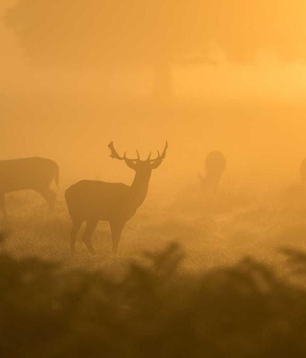 Minimalist Workspace